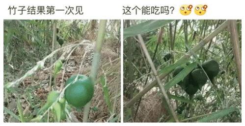娱乐吃瓜酱竹子,娱乐吃瓜酱的幕后故事