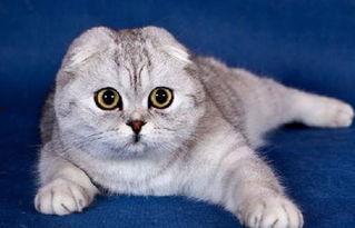 娱乐吃瓜君七七的折耳猫,娱乐吃瓜君的萌宠日常