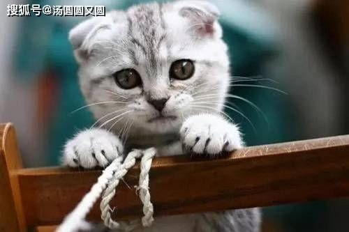 娱乐吃瓜君七七的折耳猫,娱乐吃瓜君的萌宠日常